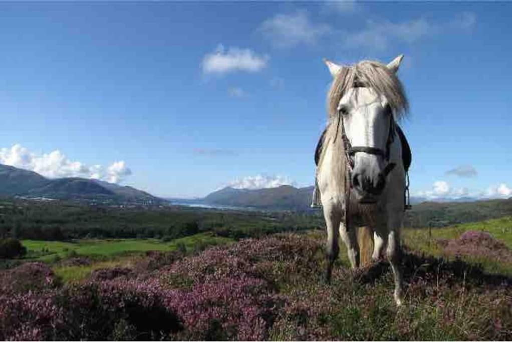 Wild Nurture Eco Luxury Offgrid Log Cabin Fort William Eksteriør billede